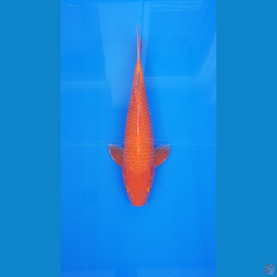 RED KARASHI 40CM