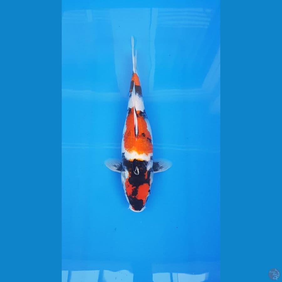 SANDAN SHOWA 40CM