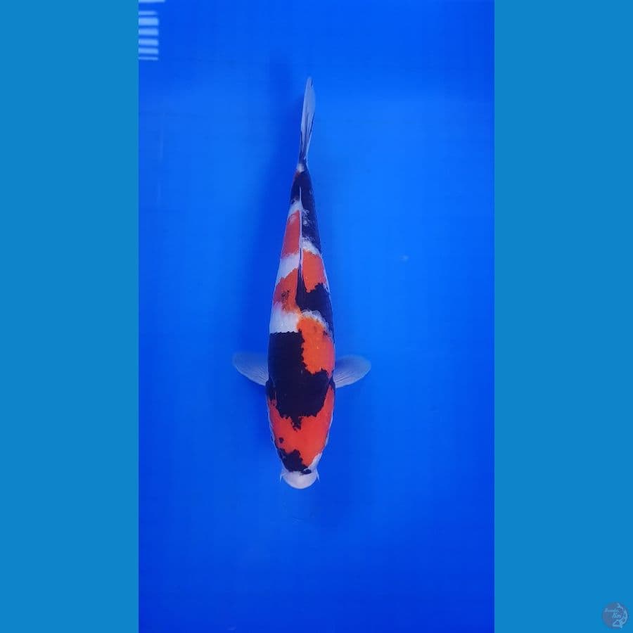 SHOWA 36CM