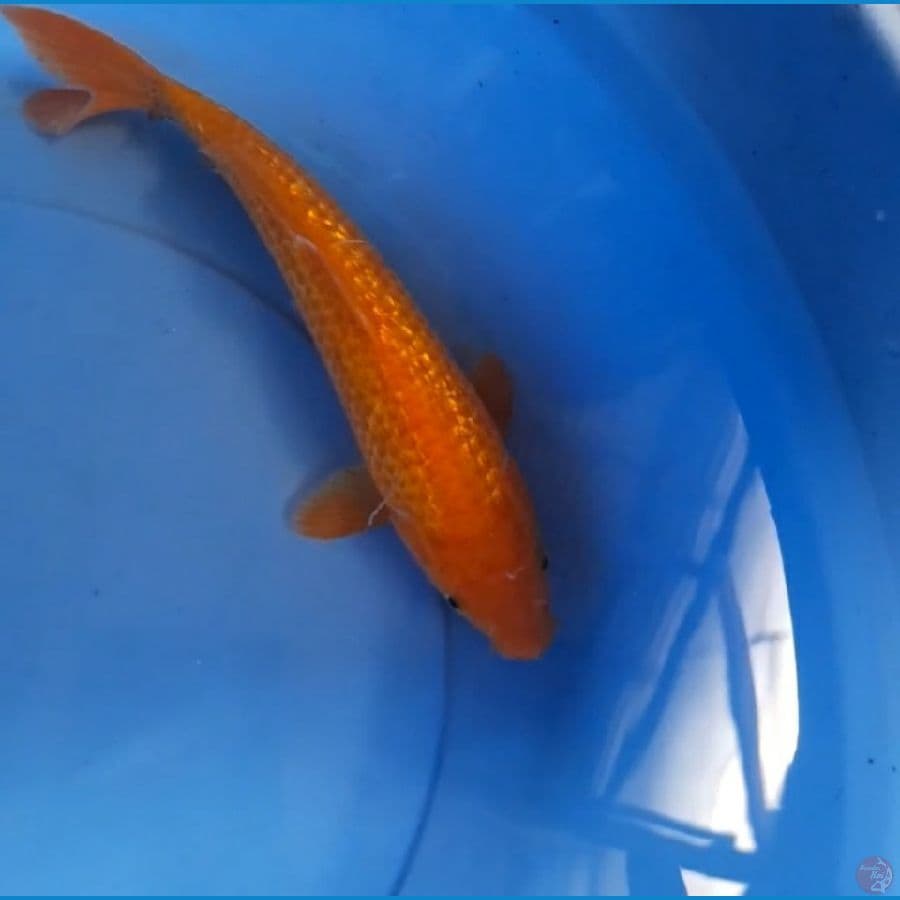 Karasi Ginrin