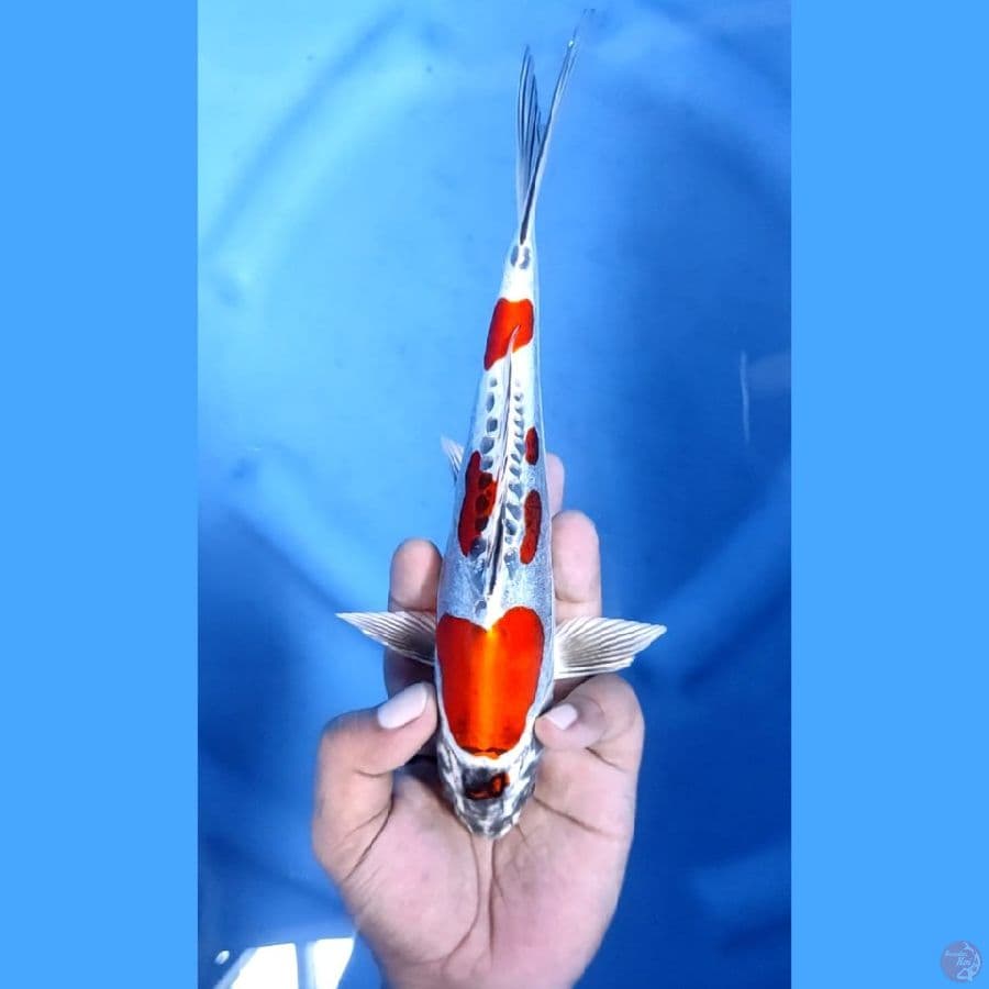 (23CM) BENI KIKO MANTAP - M