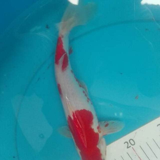 Male kohaku