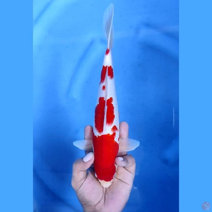 (28CM) KOHAKU STRONG JOZZ - M