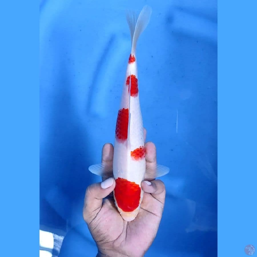 (27CM) KOHAKU ORIGINAL MANTAP - F