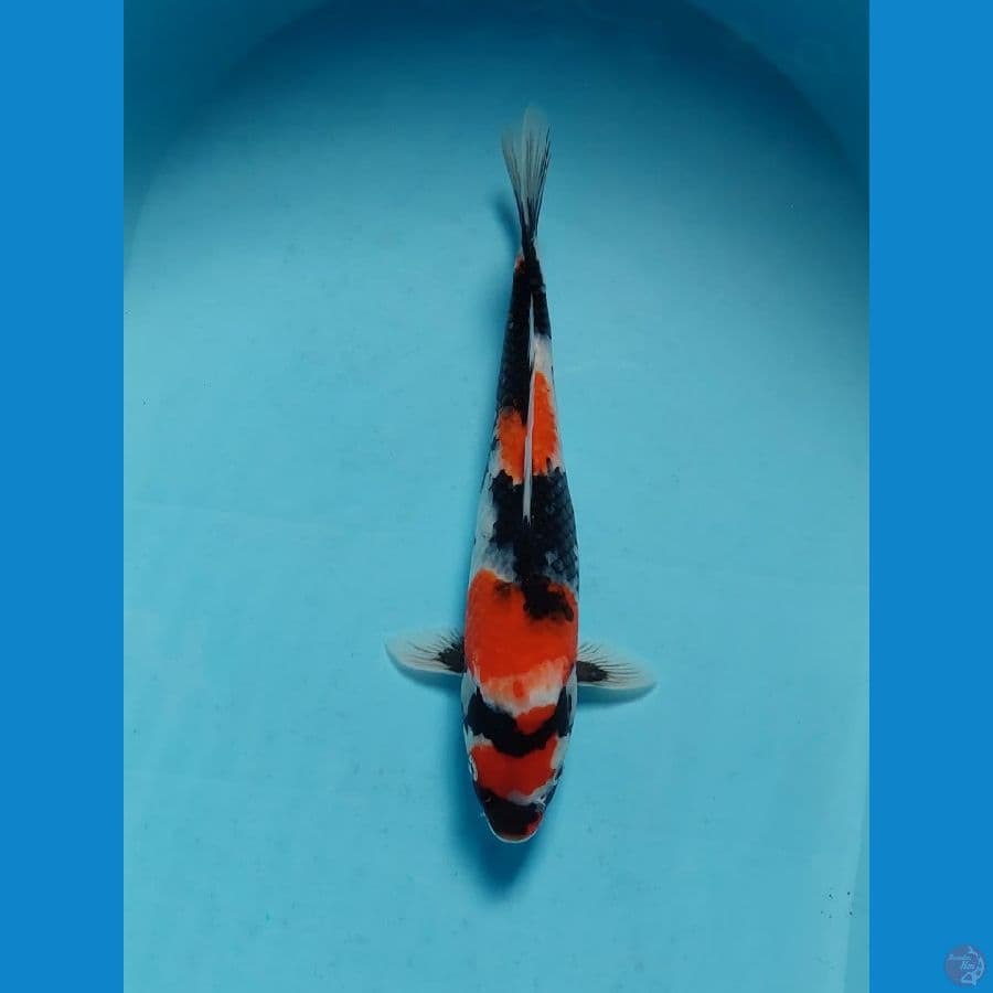 showa 30 cm