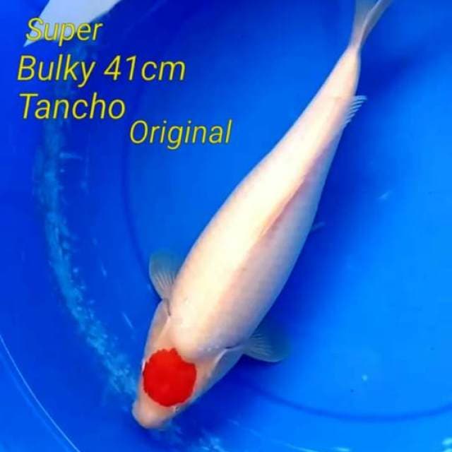 Super bulky F1 tancho kohaku istimewa 41cm jumbo