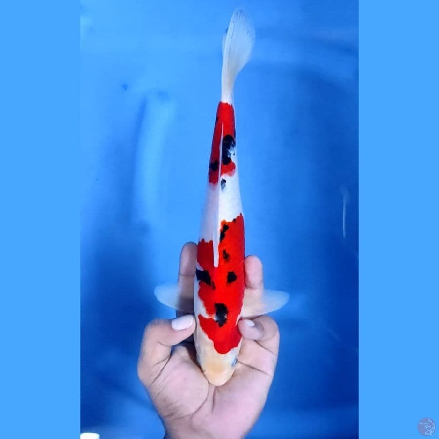 (28CM) SANKE HALUS JOZZ - M