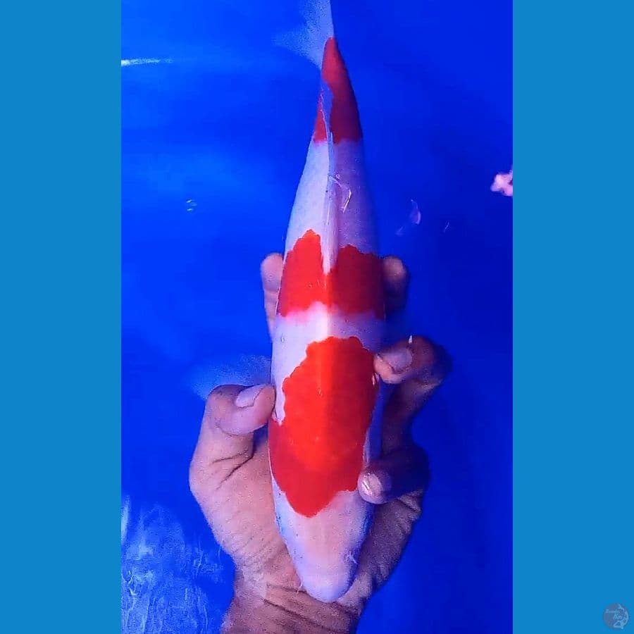 kohaku step 3 strong 32 cm
