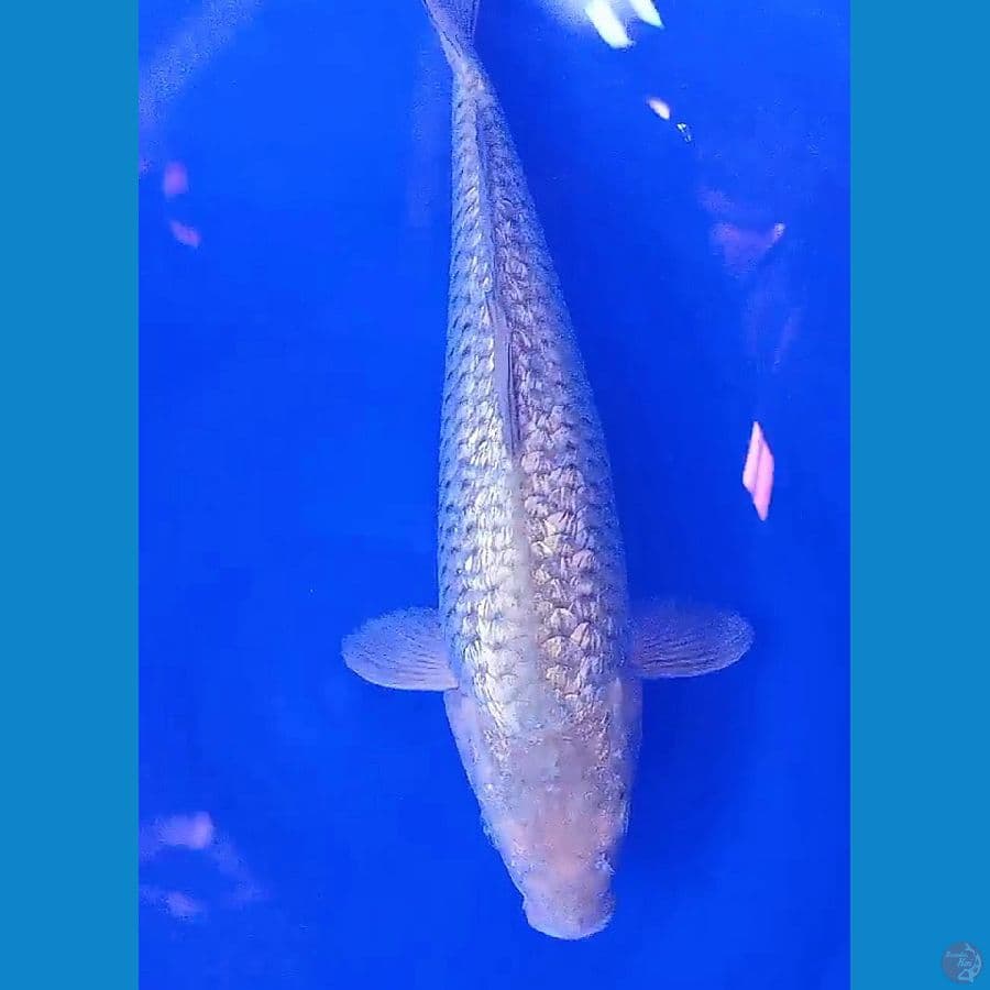 soragin munuk f36