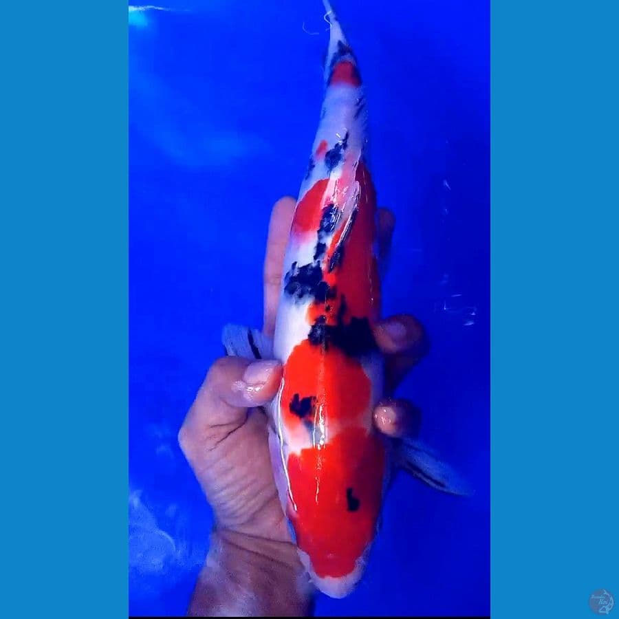 sanke M35 cm