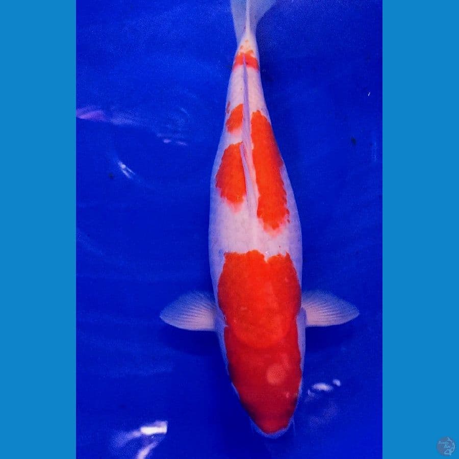 jumbo kohaku gendong telur 45 cm