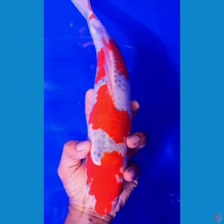 strong goshiki f34 cn