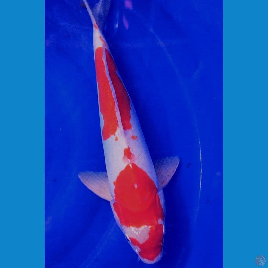 kohaku doit M38 cm