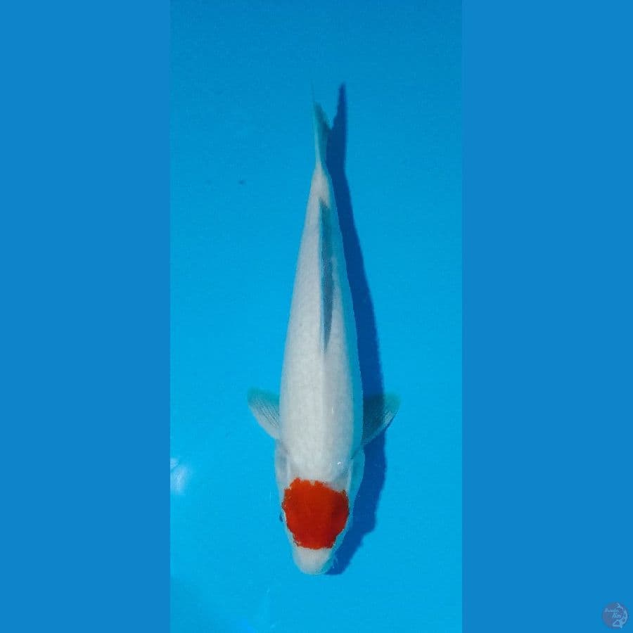 tancho kohaku ori 36 cm