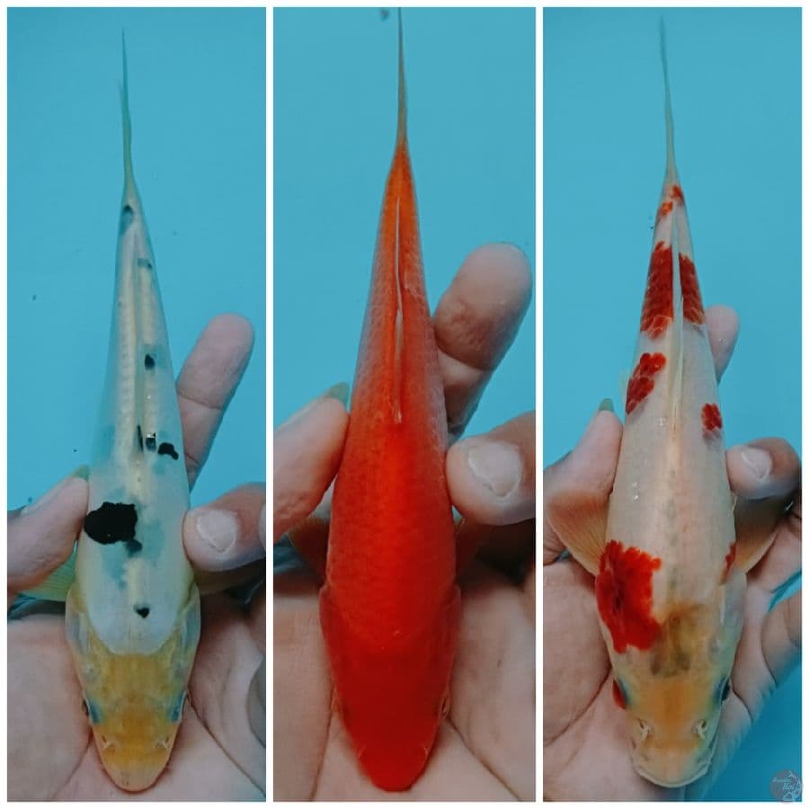 paket 3 ekor 15-25 cm