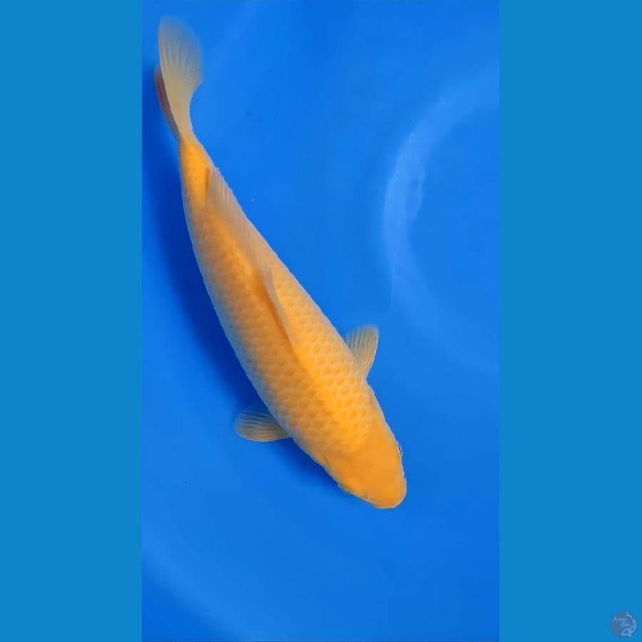 karashi lemon good fukurin 30 cm