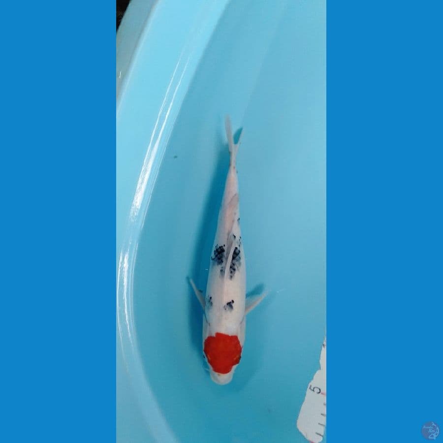 Tancho Sanke original 31cm