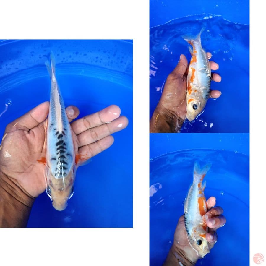 susui ori 23cm
