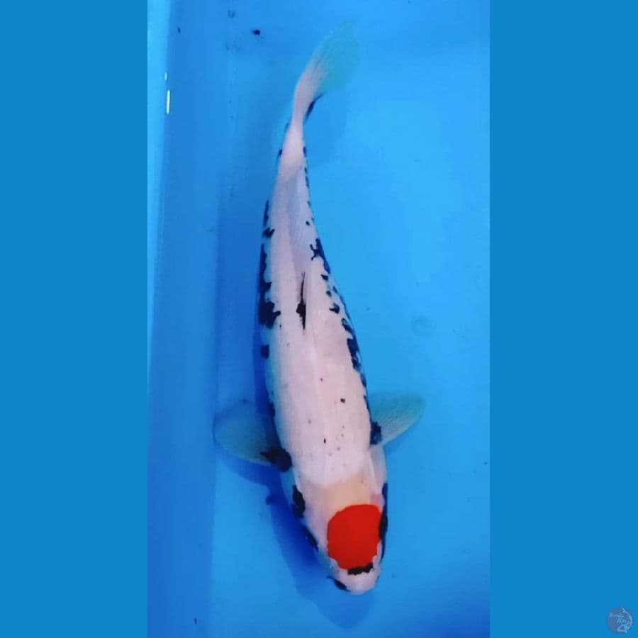 40cm tancho beni matsukawabake orii langka