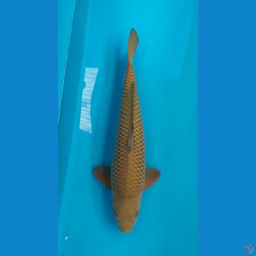 midori male 48 cm