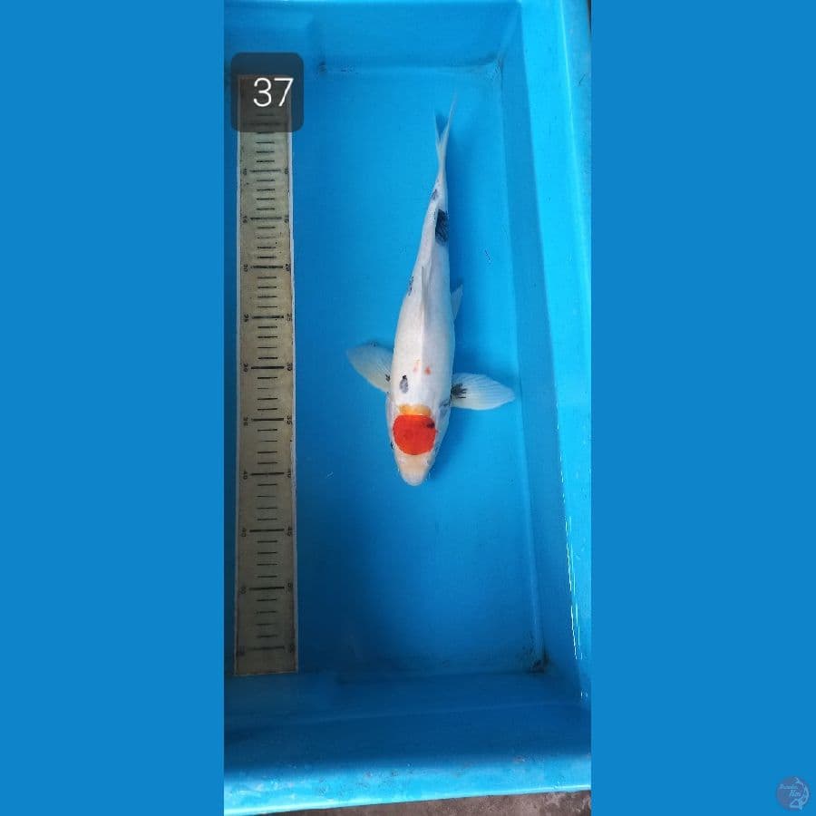 tancho showa 37cm