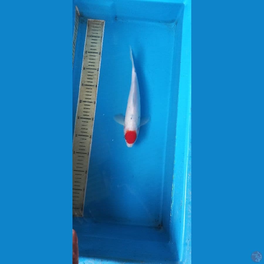 tattegoi tancho showa 29cm