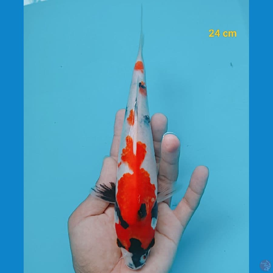 kindai 24 cm