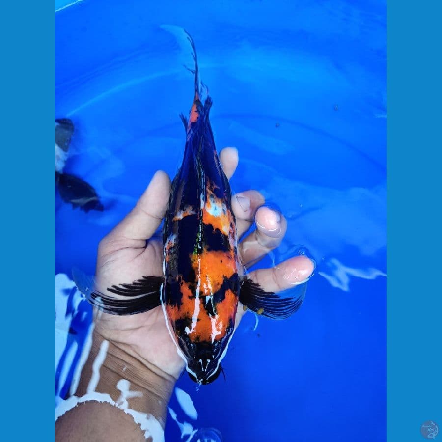 kumpay 30cm