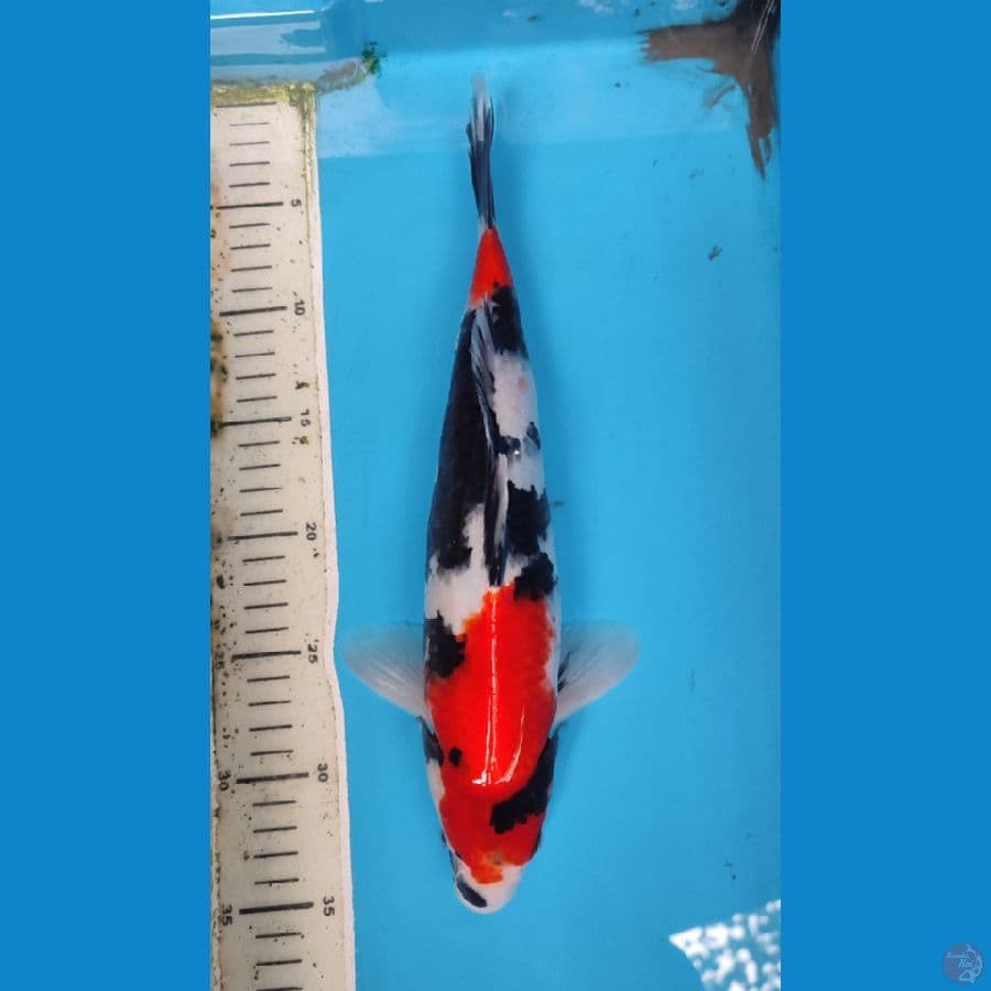 SHOWA 32 CM/M