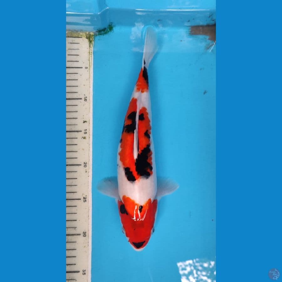 SHOWA 30 CM/F