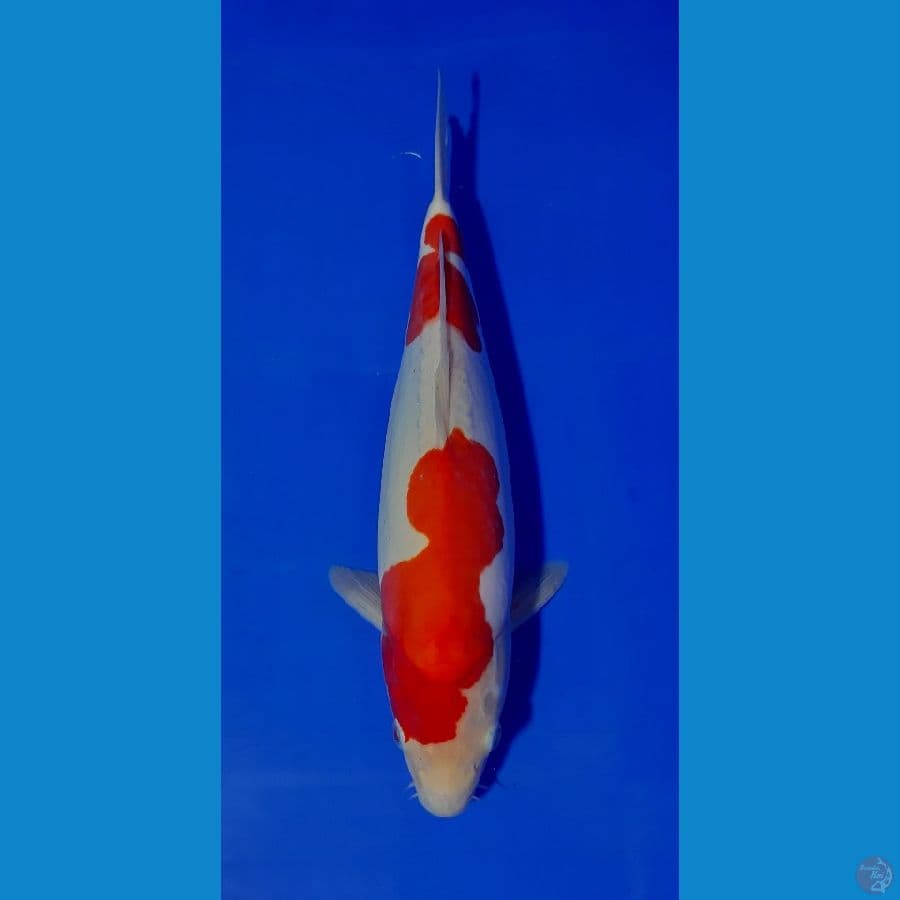 F 34CM DOITSU MURNI
