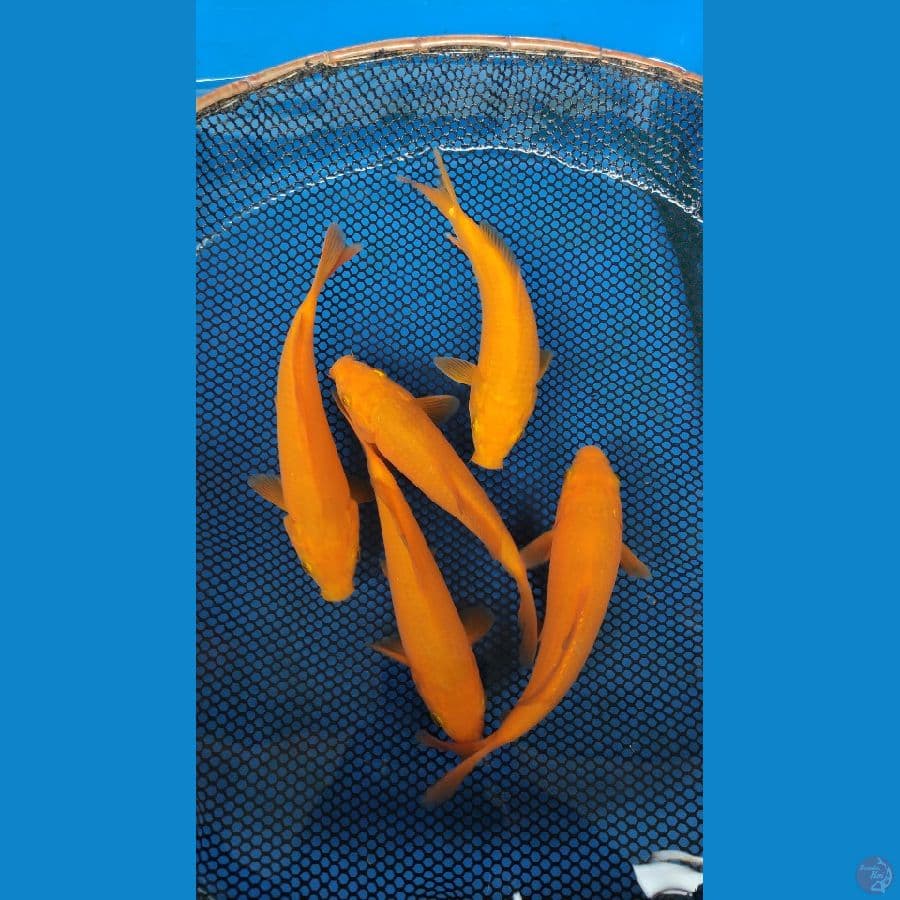 caramel SQ