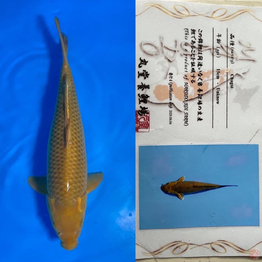 CHAGOI MIDORI IMPORT 50CM