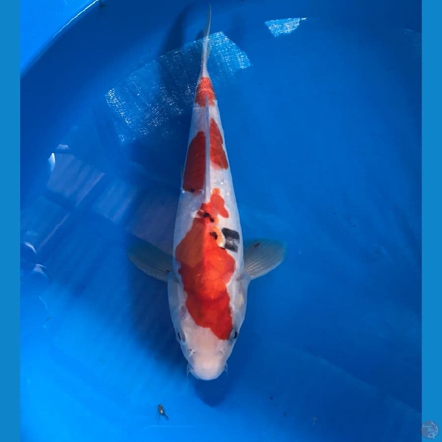 3 step tategoi 28cm