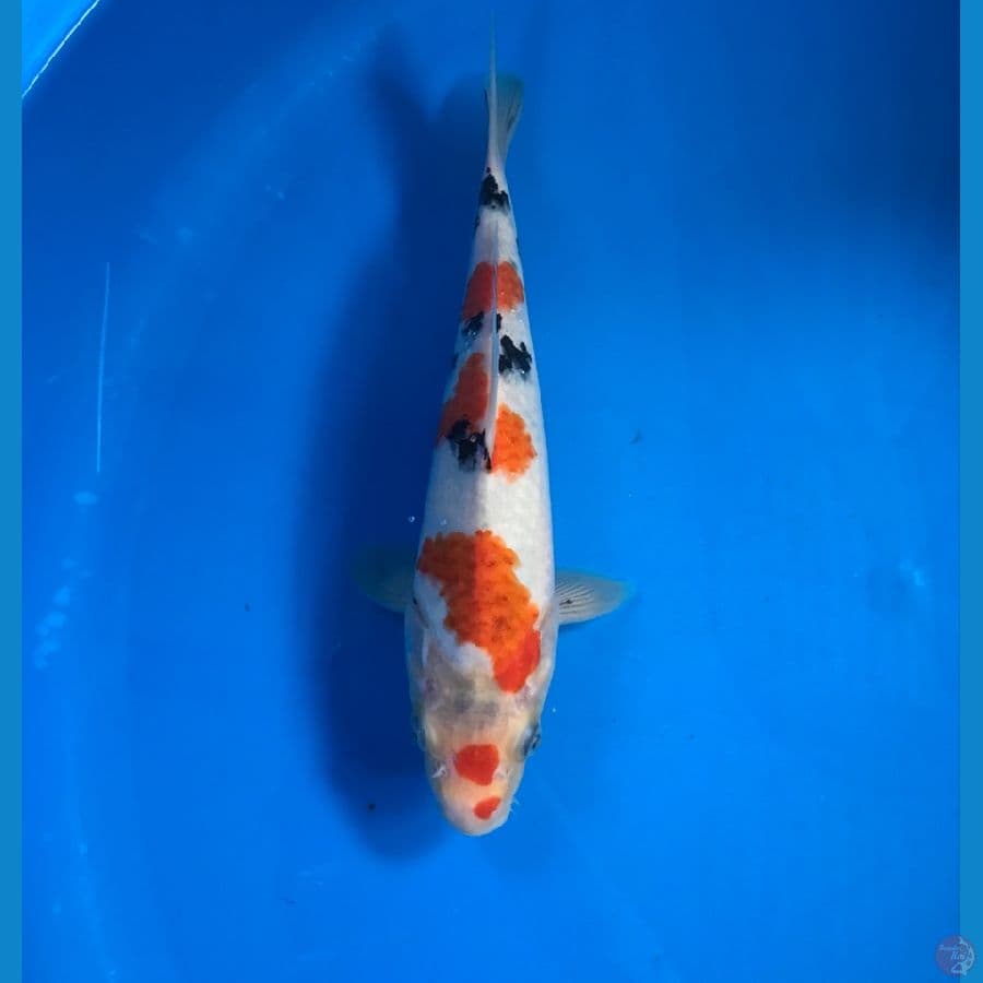 sanke 23cm