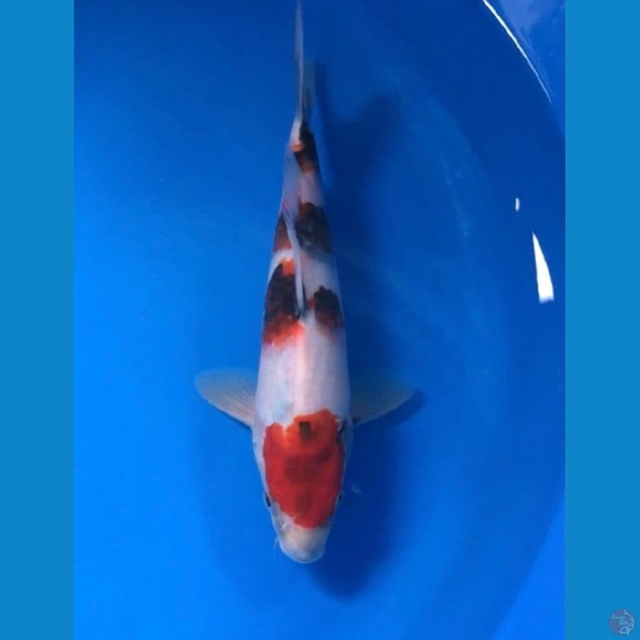 showa 27cm