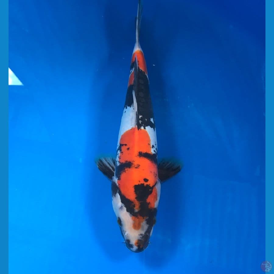 doitsu 26cm