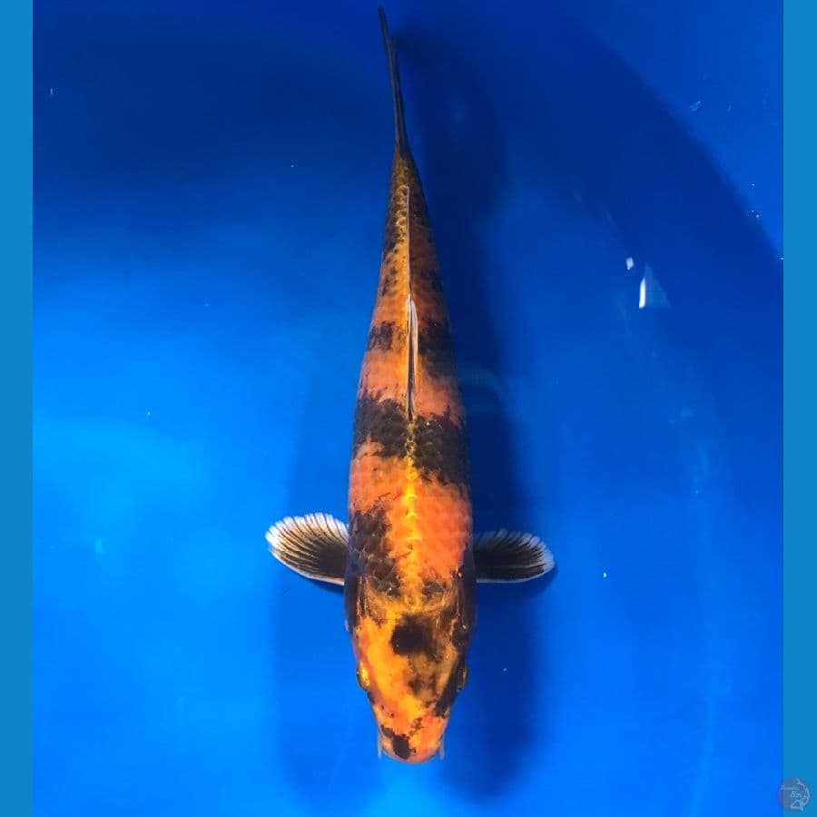 utsuri hikari 28cm