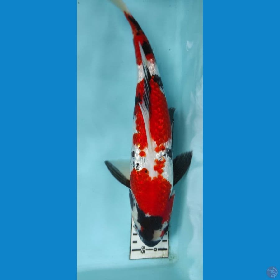 showa jantan 33cm