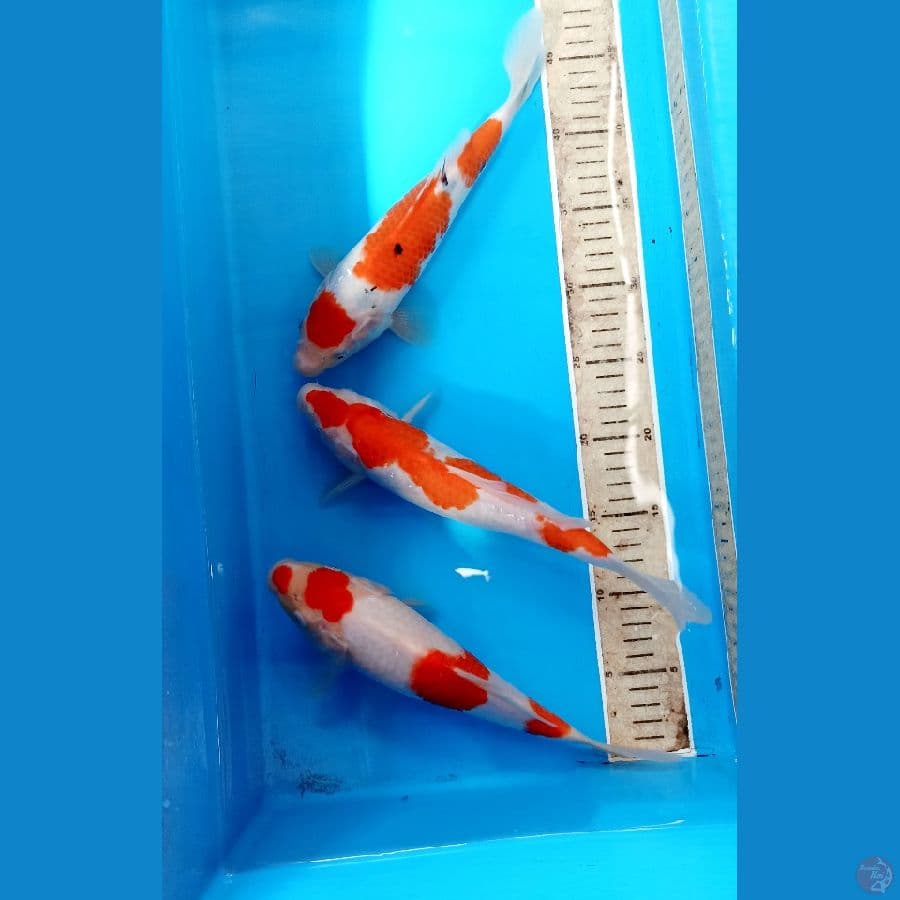 Paket 26cm