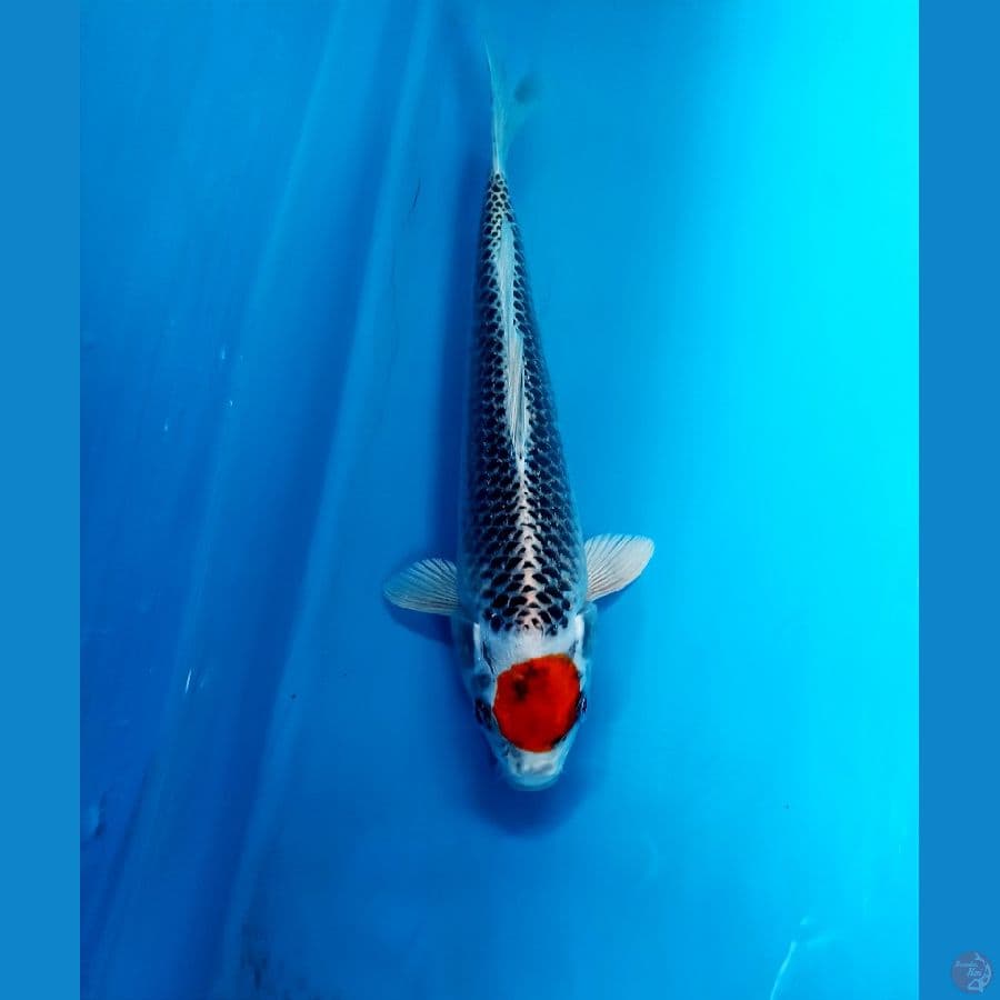 tancho 23cm