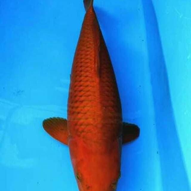 Cogoi Tembaga jumbo