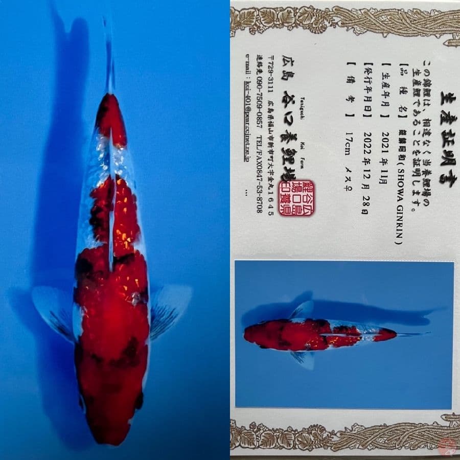 SHOWA GINRIN TANIGUCHI 17 CM