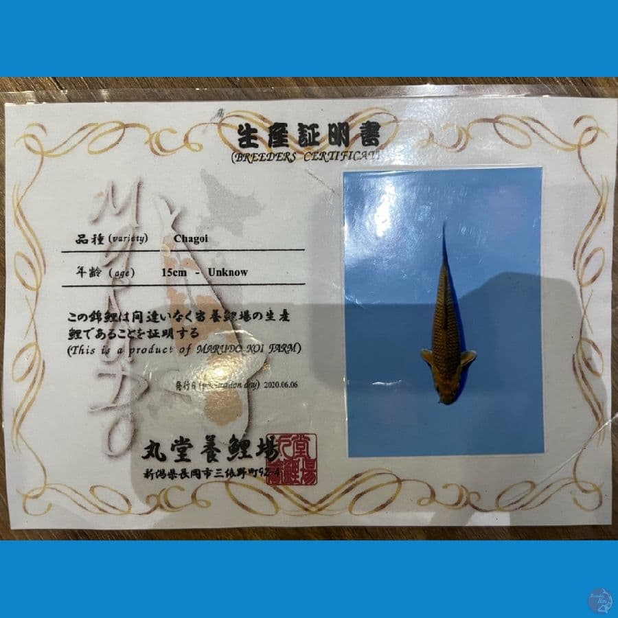 CHAGOI MARUDO IMPORT 50CM
