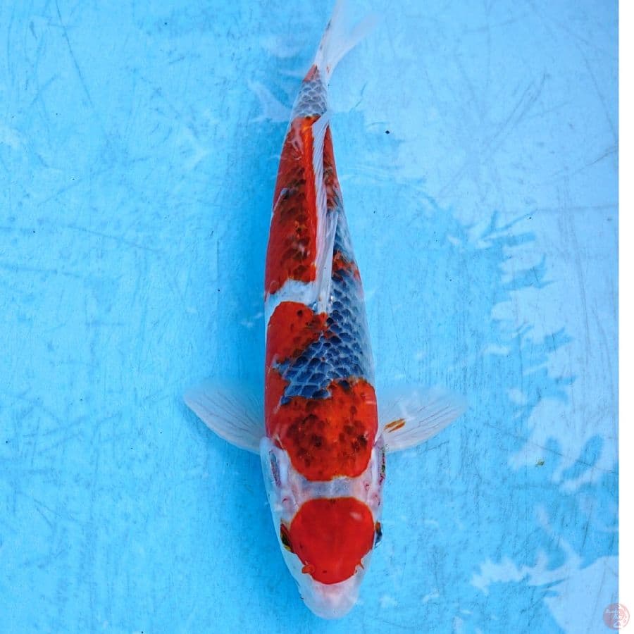 GHOSIKI 30 CM