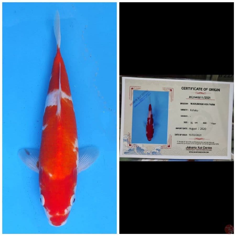 Maruboshi Kohaku