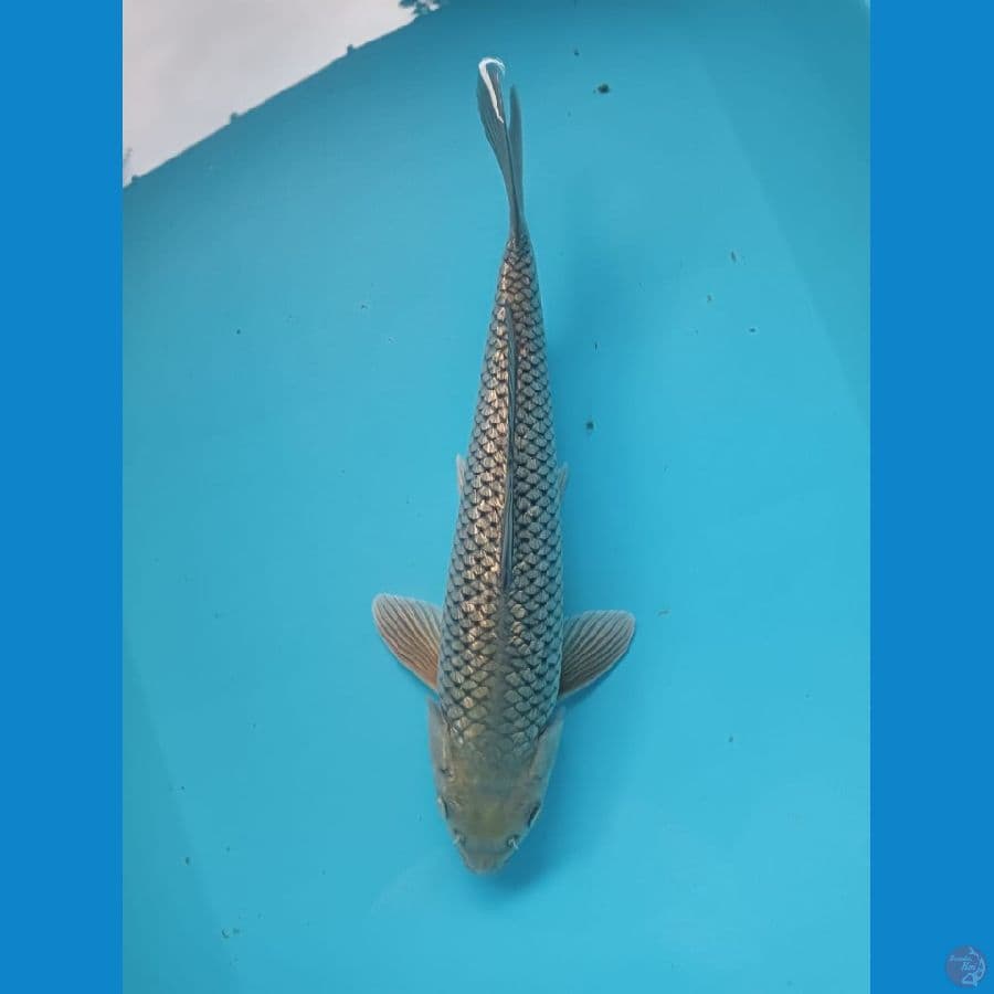 SORAGOI GINRIN//36 CM