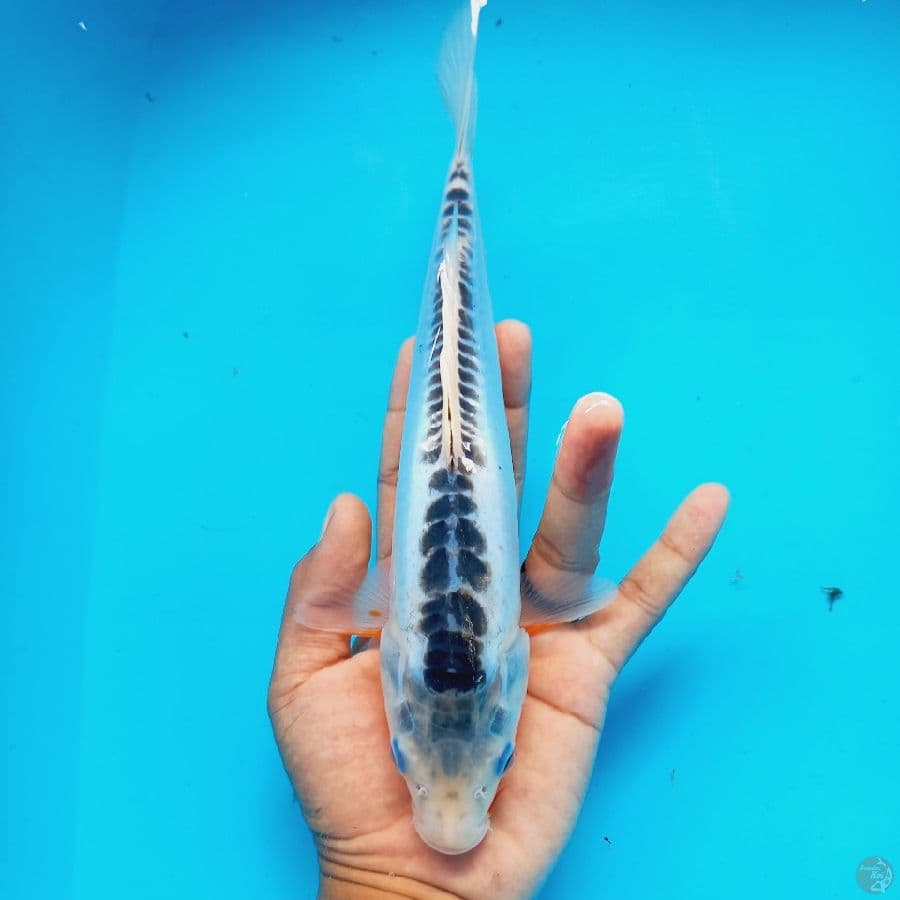 SUSUI//26 CM