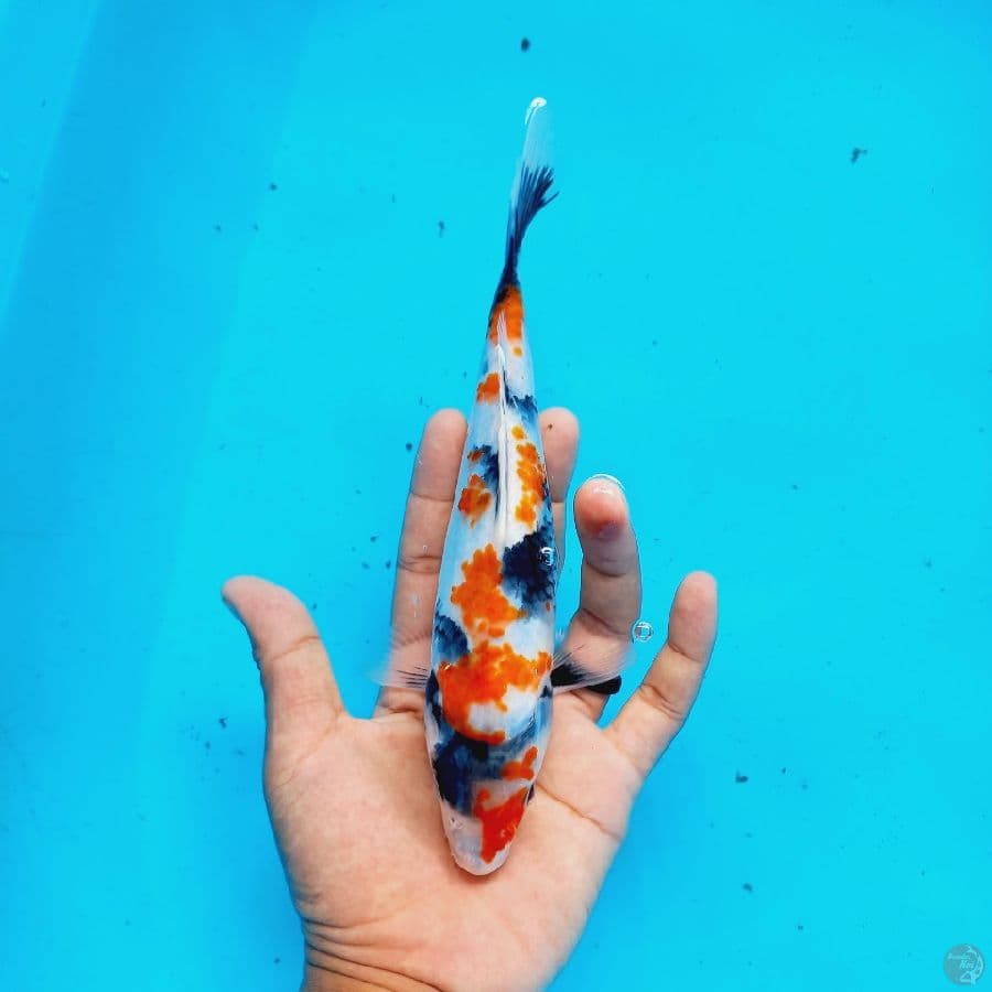 SHOWA KANOKO//24 CM