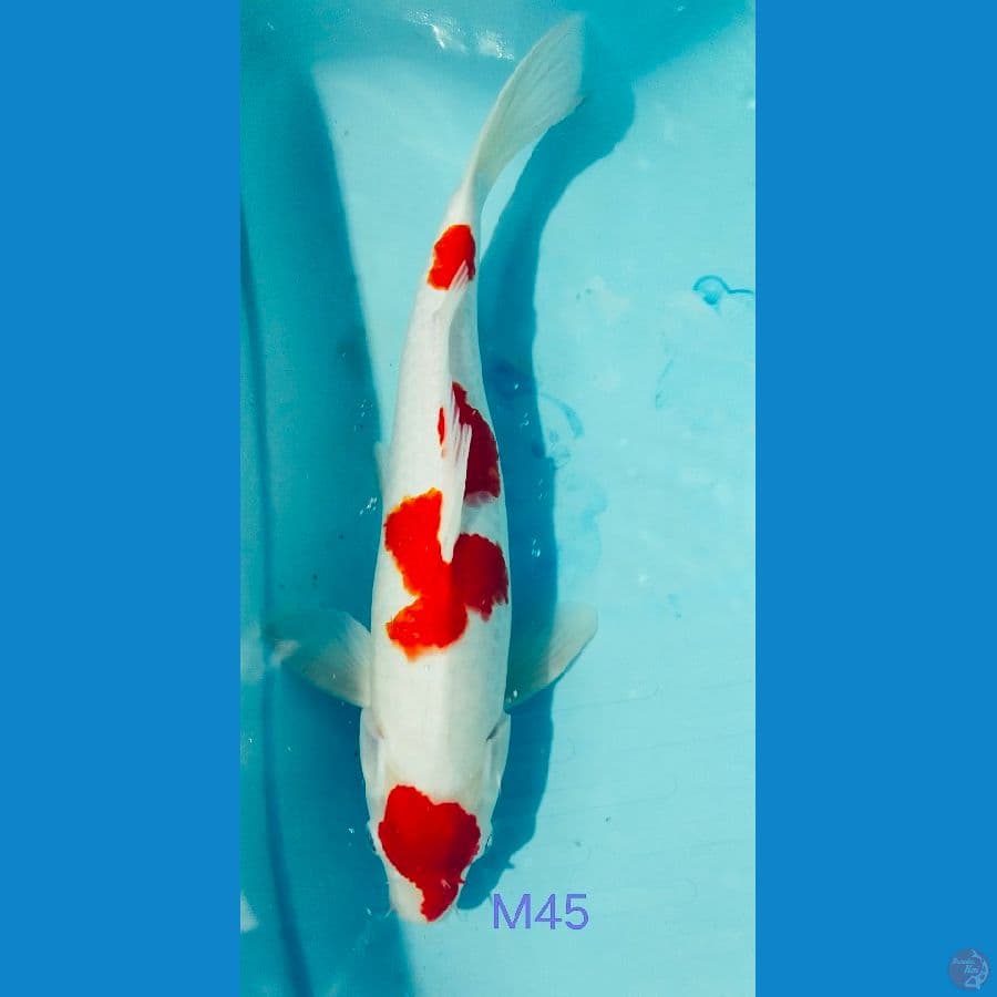 Kohaku Maruten 4step HQ 45cm strong